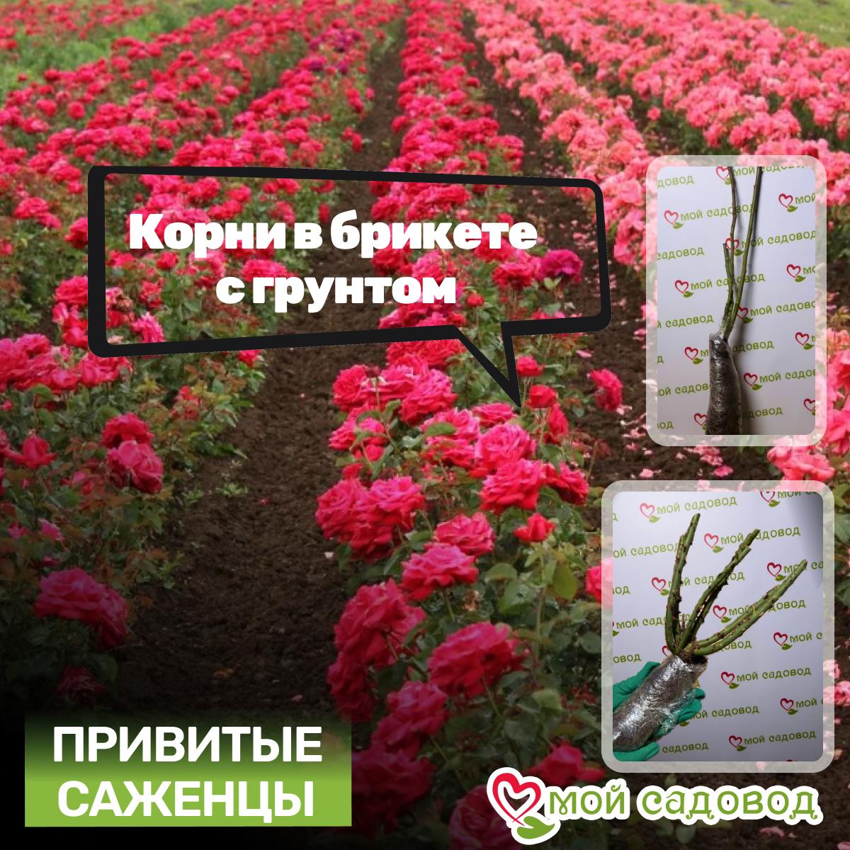 Роза флорибунда Черри парфе