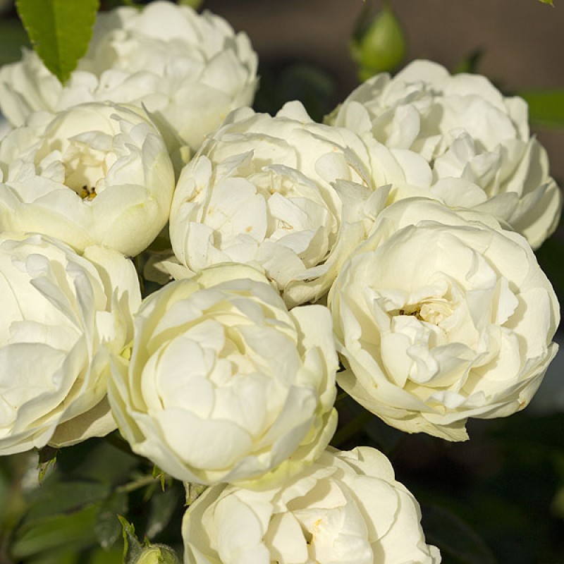 Роза полиантовая Морздаг Уайт (Morsdag White)