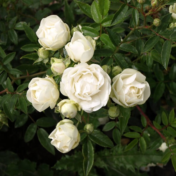 Роза полиантовая Морздаг Уайт (Morsdag White)