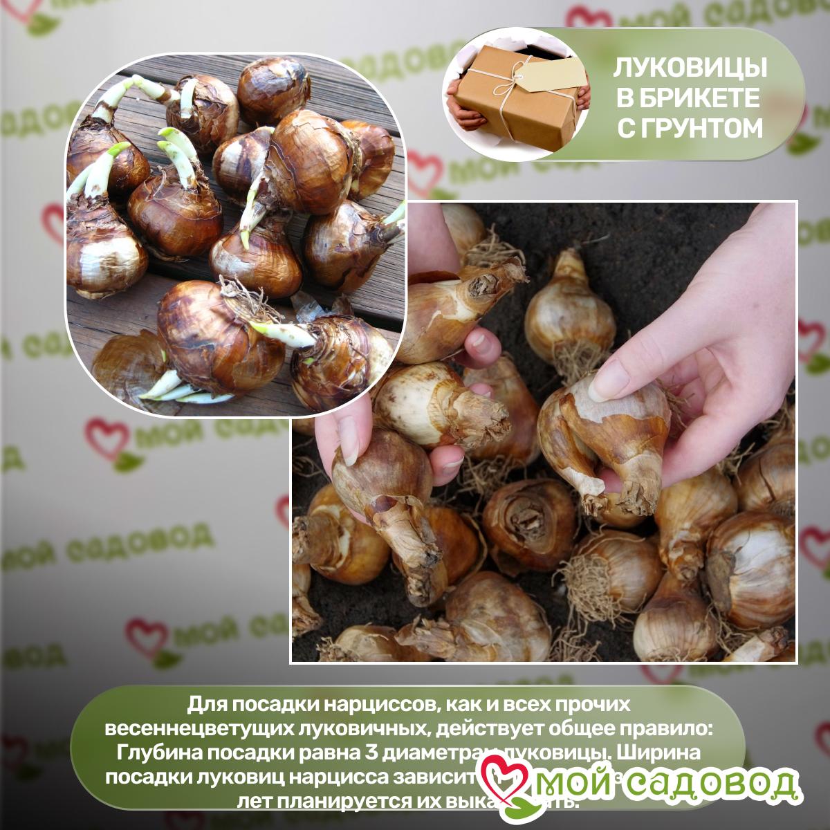 Нарцисс Декой крупнокорончатый