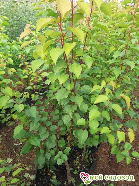 Абрикос Жердель